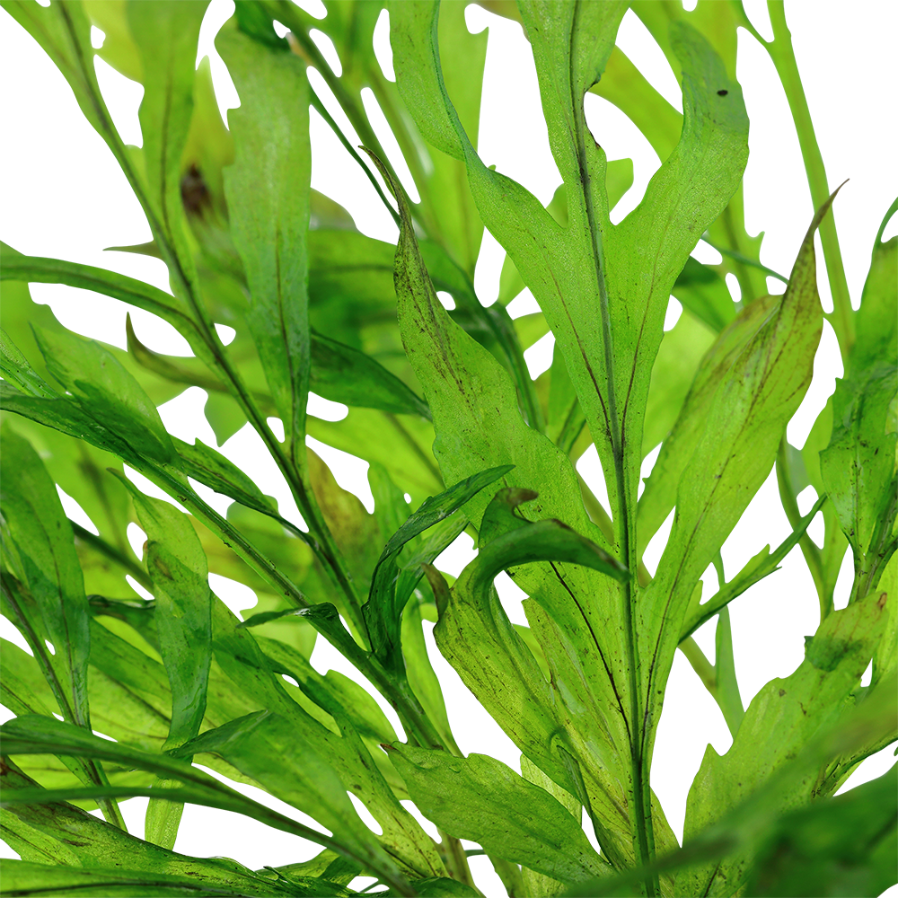 Bolbitis heudelotii (Topf)
