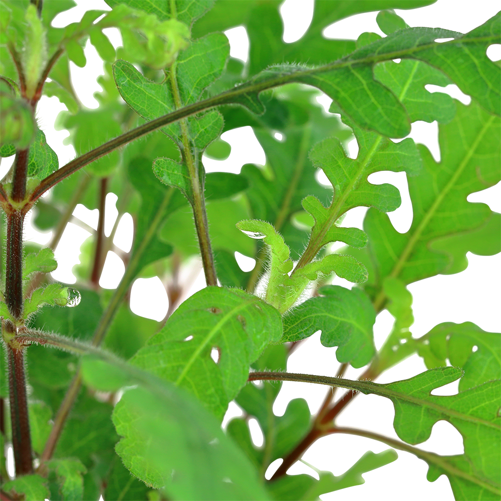 Hygrophila pinnatifida (Topf)