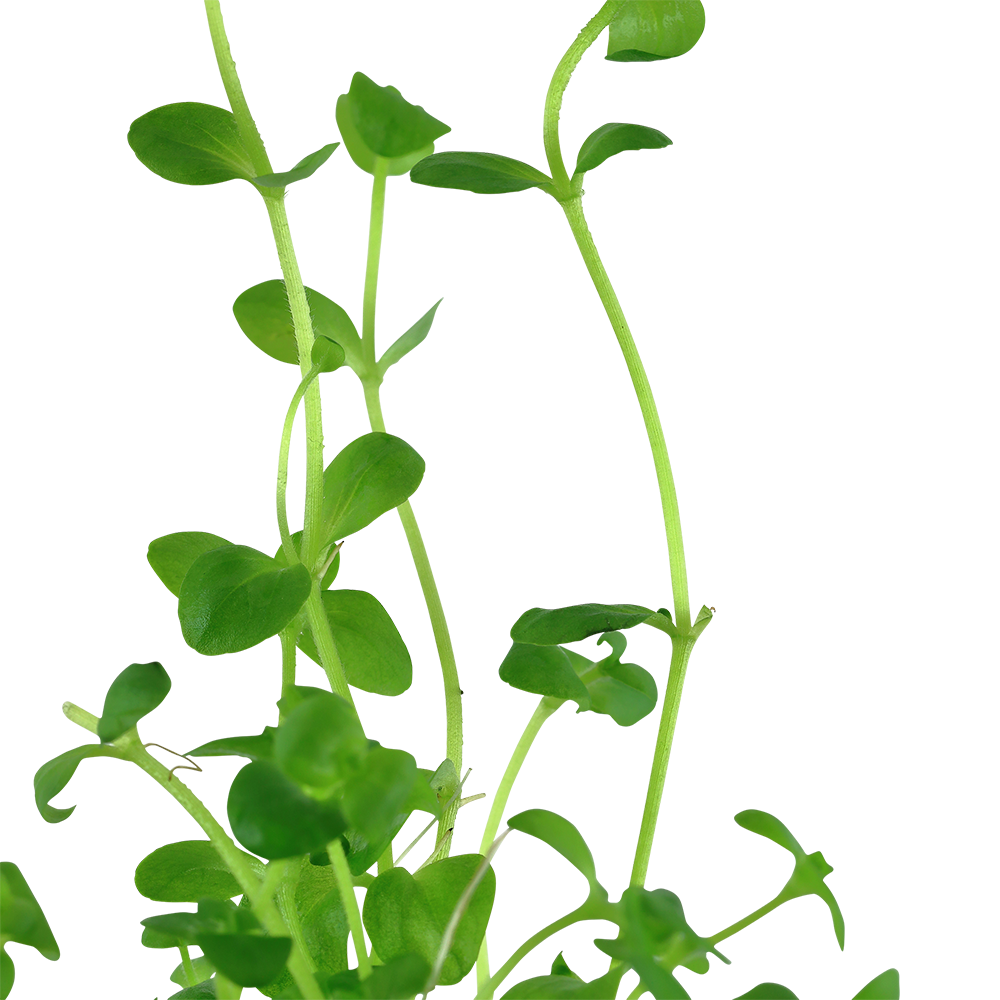 Bacopa australis (Topf)