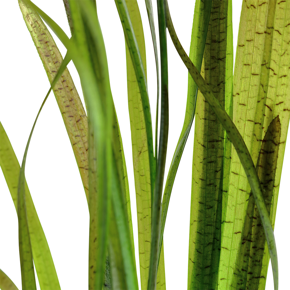 Vallisneria spiralis 'Tiger' (Topf)