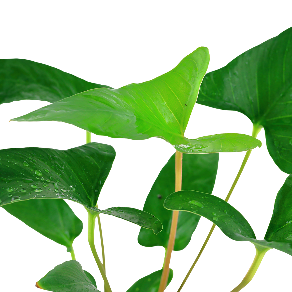 Anubias gracilis (Topf)