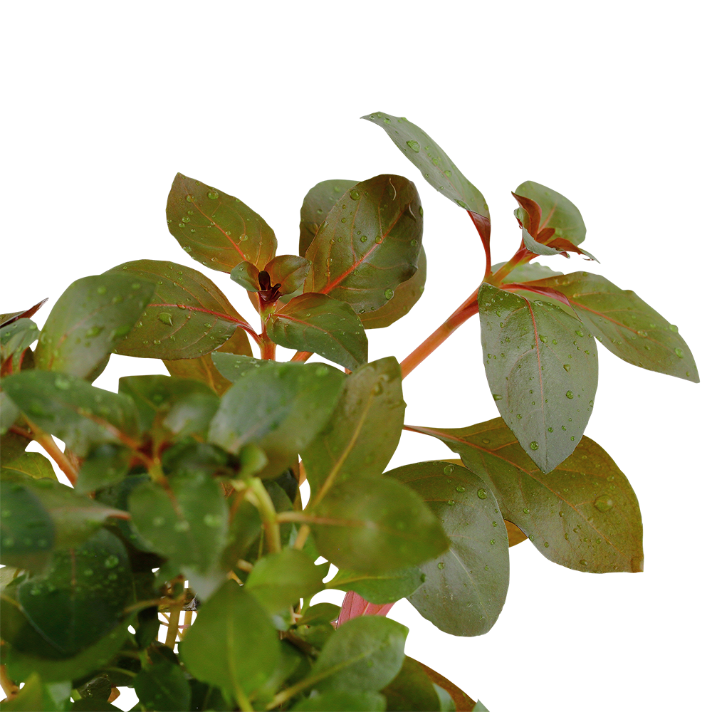 Ludwigia repens 'Rubin' (Topf)