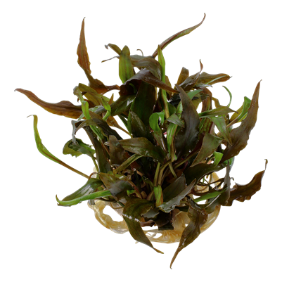 Cryptocoryne undulata 'Broad Leaf'