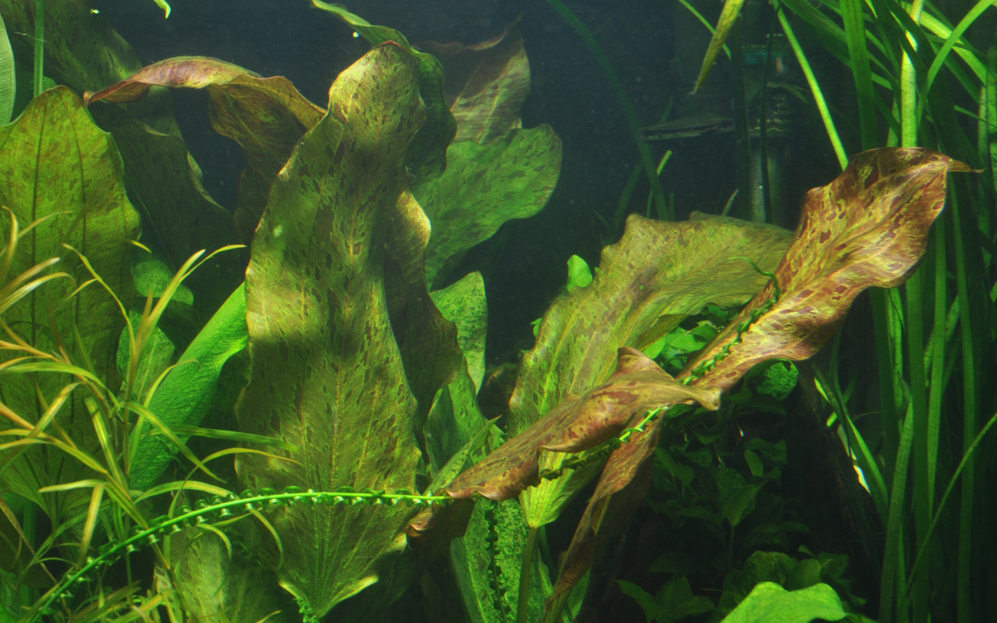 Echinodorus 'Ozelot' XL