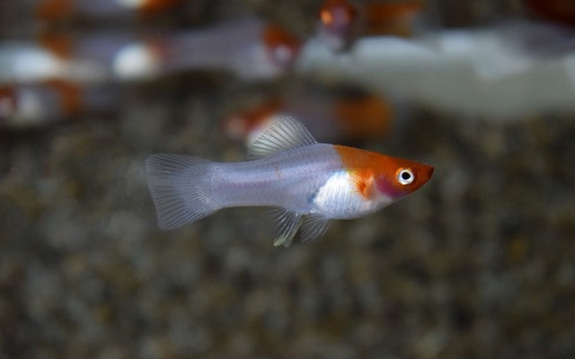 Schwertträger Rot/Weiß – Xiphophorus helleri M 3,5–4 cm | Zweifarbige Zuchtform mit edlem Farbkontrast