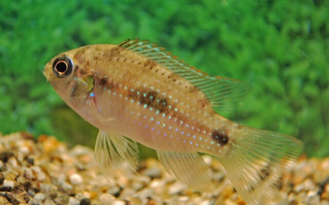 Smaragdprachtbarsch Nigeria Grün – Anomalochromis thomasi | Wildfang | Friedlicher Zwergbuntbarsch aus Westafrika