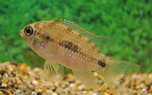Smaragdprachtbarsch Nigeria Grün – Anomalochromis thomasi | Wildfang | Friedlicher Zwergbuntbarsch aus Westafrika
