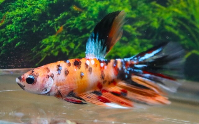 Kampffisch Super Delta Nemo – Betta sp. | Farbenfrohe Zuchtform mit orange-rotem Muster und edler Flossenform