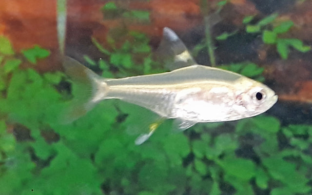 Sternflecksalmler Gold – Pristella maxillaris Gold M 2,5–3 cm | Leuchtender Schwarmfisch