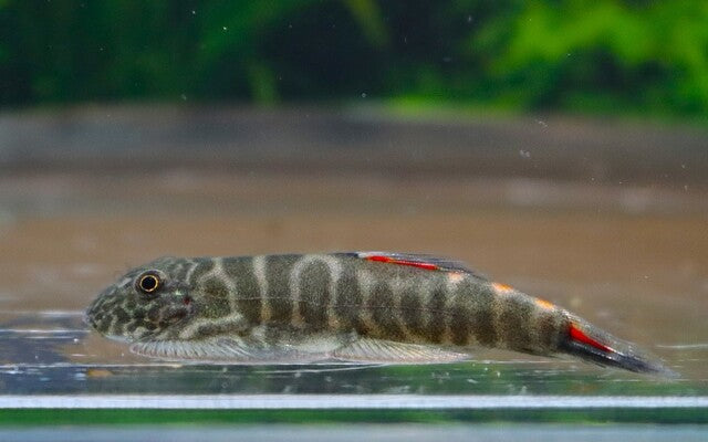 Bloody Mary Flossensauger – Gastromyzon sp. „Bloody Mary“ | Seltener Wildfang mit intensiver Färbung