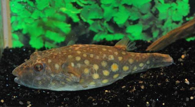 Abeis Kugelfisch (Pao abei)