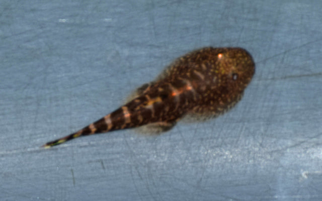 Gastromyzon ocellatus (Flossensauger Ocellatus) WF