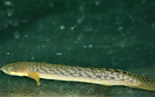Palmas-Flösselhecht (Polypterus palmas)