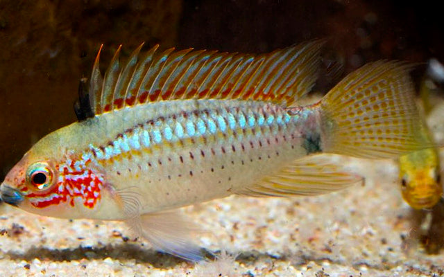 Zwergbuntbarsch Eremnopyge Wildfang – Apistogramma eremnopyge | Seltener, farbintensiver Apistogramma aus Peru