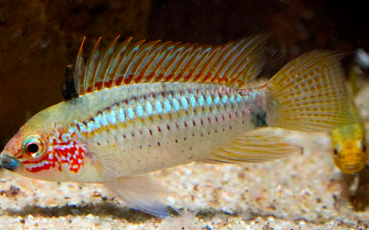 Zwergbuntbarsch Eremnopyge Wildfang – Apistogramma eremnopyge | Seltener, farbintensiver Apistogramma aus Peru