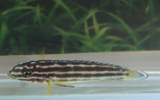Vierstreifen-Schlankcichlide Nsumbu – Julidochromis regani ‘Nsumbu’ | Ruhiger, elegant gestreifter Tanganjika-Cichlide