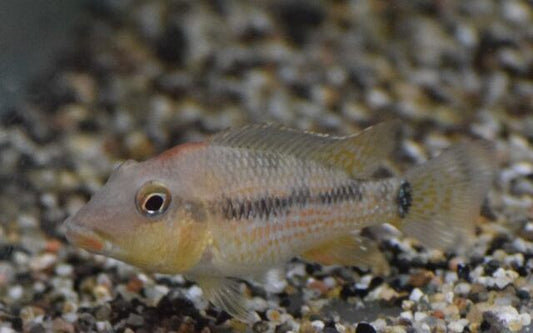 Rotbuckel-Erdfresser – Geophagus steindachneri | Farbenprächtiger, friedlicher Südamerika-Cichlide