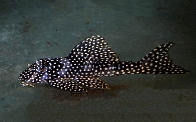 L048 Golden Cloud Pleco – Scobiancistrus cf. pariolispos | Seltener Wildfang mit goldenen Punkten
