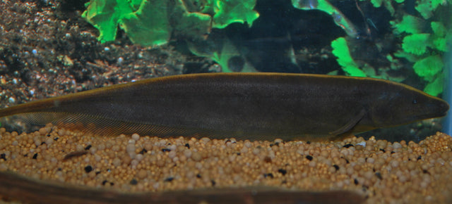 Brauner Messerfisch – Apteronotus leptorhynchus | Wildfang | Friedlicher, elektrischer Fisch aus Südamerika
