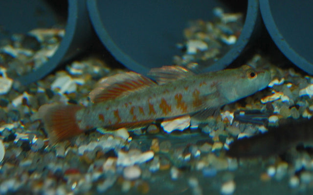 Flammengrundel – Rhinogobius zhoui | Seltener Wildfang mit intensiver Rotfärbung & lebhaftem Verhalten
