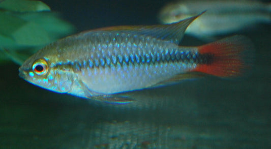 Zwergbuntbarsch Rio Mamoré – Apistogramma sp. ‘Rio Mamoré’ | Seltener, farbintensiver Apistogramma aus Bolivien