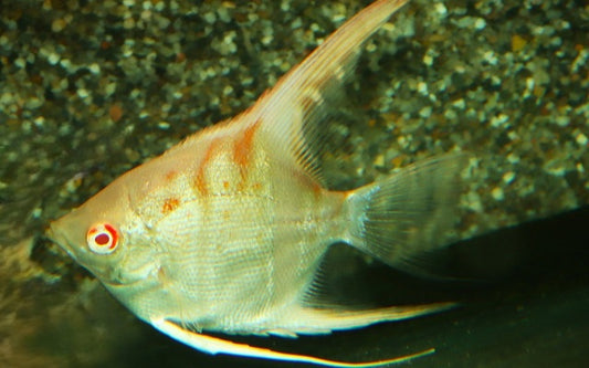 Skalar Manacapuru Albino – Pterophyllum scalare | Edle, helle Amazonas-Variante