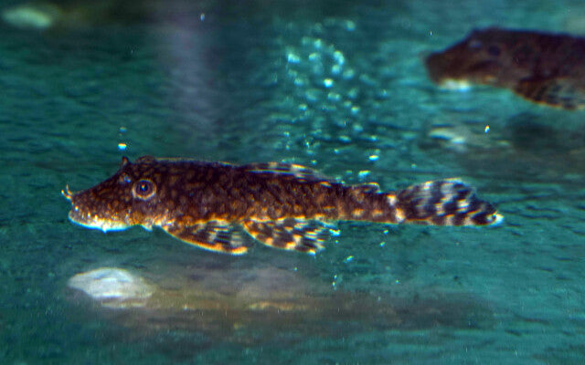 Ancistrus Paraguay – Ancistrus sp. | Seltener Wildfang & friedlicher Algenfresser