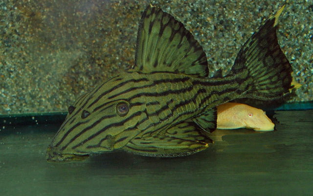 Panaque cf. titan Shampupa L418 WF