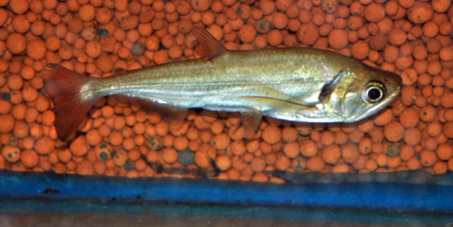 Rotschwanz-Wolfssalmler (Hydrolycus tatauaia)