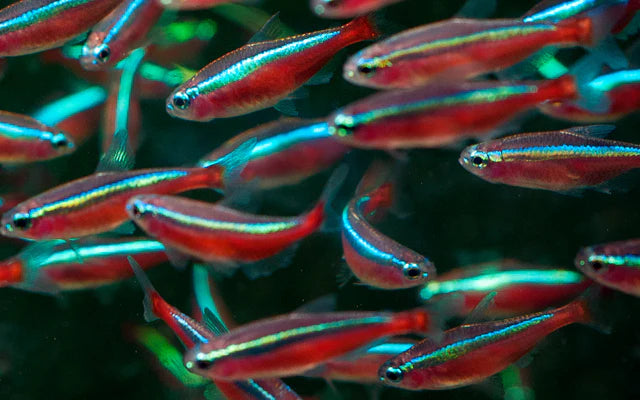 Roter Neon (Paracheirodon axelrodi) – Sparset 10 Stück