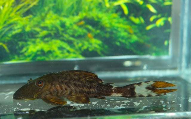 Panaque à queue blanche (Panaque bathyphilus) L90