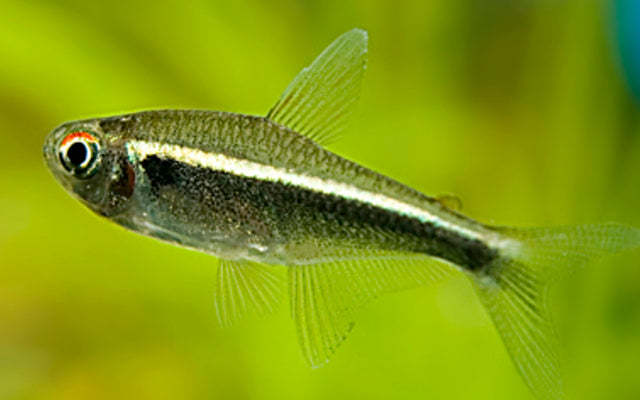 Schwarzer Neon – Hyphessobrycon herbertaxelrodi | Robuster Zierfisch 1,5-2cm