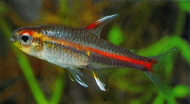 Glühlichtsalmler – Hemigrammus erythrozonus M 2–2,5 cm | Friedlicher Schwarmfisch