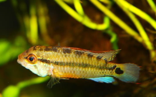 Zwergbuntbarsch Amaya Wildfang – Apistogramma sp. ‘Amaya’ | Seltener, farbintensiver Apistogramma aus Südamerika
