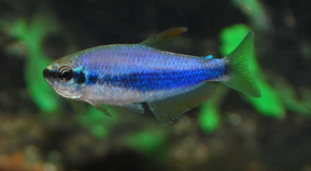 Königssalmler – Inpaichthys kerri M 2–2,5 cm | Friedlicher Schwarmfisch