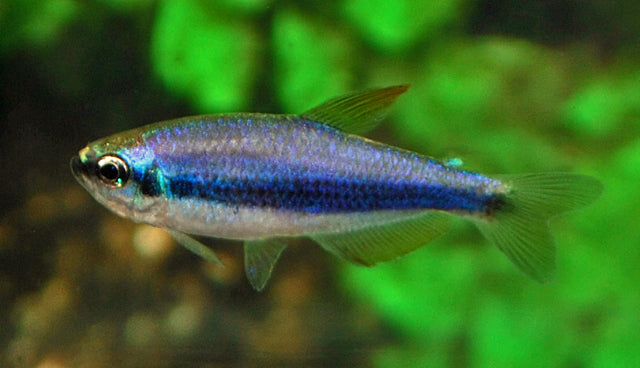 Königssalmler – Inpaichthys kerri M 2–2,5 cm | Friedlicher Schwarmfisch