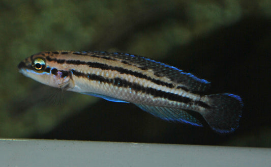 Dickfelds Schlankcichlide – Julidochromis dickfeldi | Friedlicher Felsenbewohner aus dem Tanganjikasee