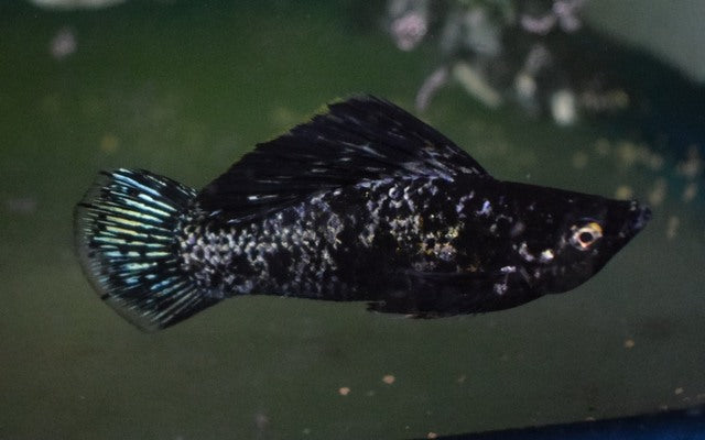 Segelkärpfling Schwarz Marmor – Poecilia latipinna | Hochflossen-Zuchtform mit marmorierter Zeichnung