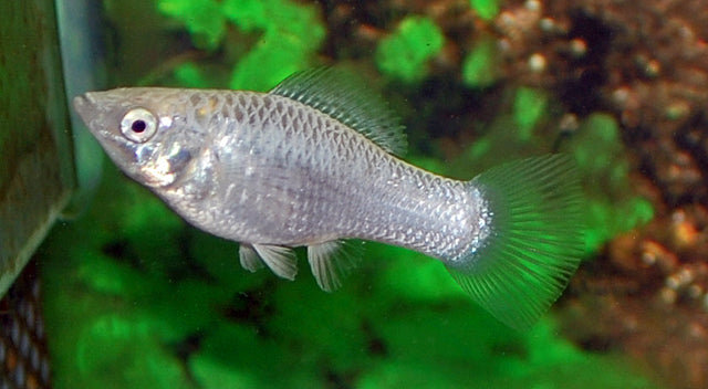 Segelkärpfling Silber – Poecilia latipinna | Edle silberne Hochflossen-Zuchtform mit Glanzeffekt