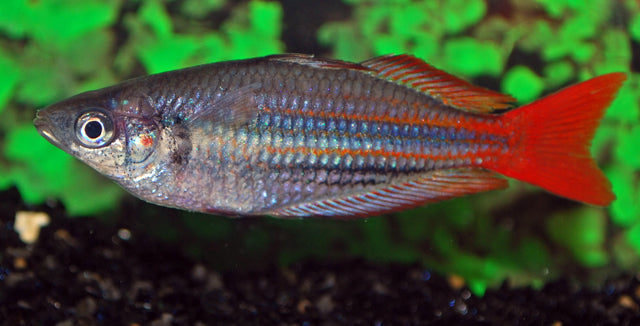 Westlicher Regenbogenfisch – Melanotaenia australis | Friedlicher Schwarmfisch mit metallischem Glanz & lebhaftem Verhalten