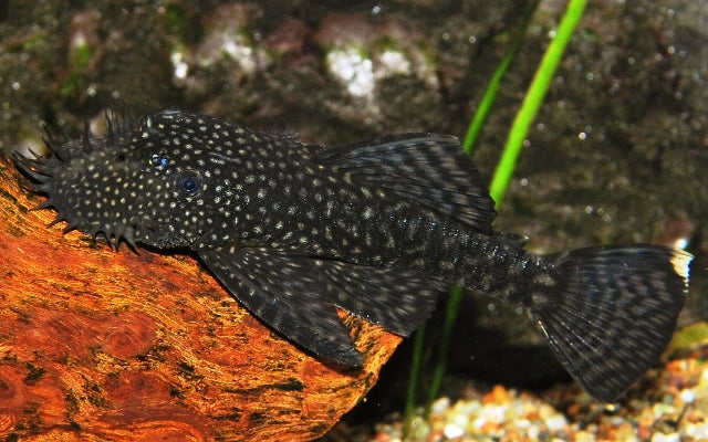 Gelbpunkt-Antennenwels – Ancistrus cf. cirrhosus | Friedlicher Algenfresser mit Punktmuster
