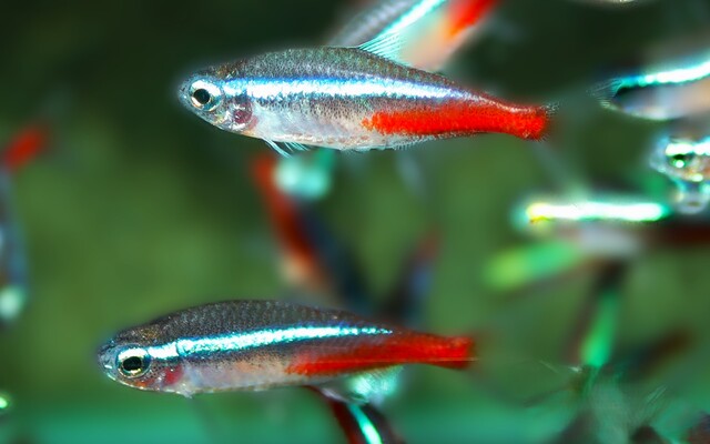 Neonsalmler (Paracheirodon innesi) M/L 2,5–3 cm – Friedlicher Schwarmfisch