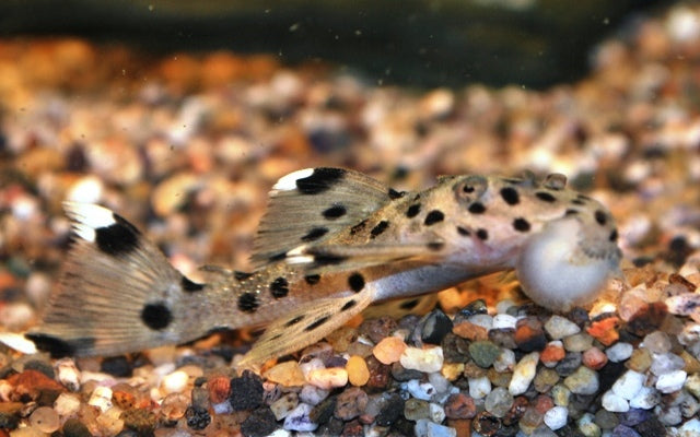 L264 Sultan Pleco – Leporacanthicus joselimai | Edler L-Wels mit weißen Punkten