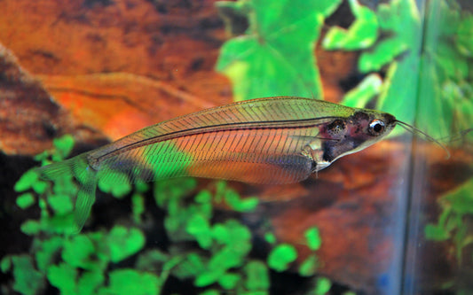 Indischer Glaswels – Kryptopterus bicirrhis | Transparenter Schwarmfisch & seltener Wildfang