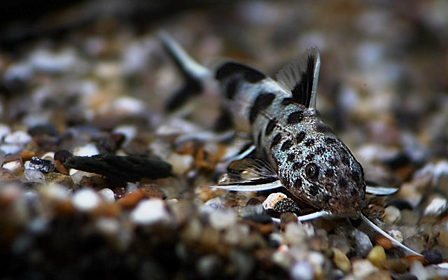 Petricola Zwerg-Fiederbartwels – Synodontis lucipinnis | Friedlicher Felsenbewohner aus dem Tanganjikasee