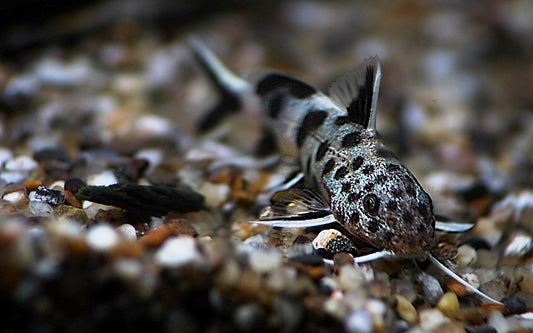 Petricola Zwerg-Fiederbartwels – Synodontis lucipinnis | Friedlicher Felsenbewohner aus dem Tanganjikasee