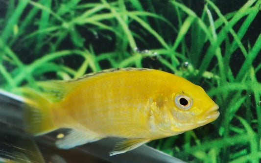 Malawi-Buntbarsch Gelb – Labidochromis caeruleus | Friedlicher, leuchtend gelber Mbuna-Cichlide