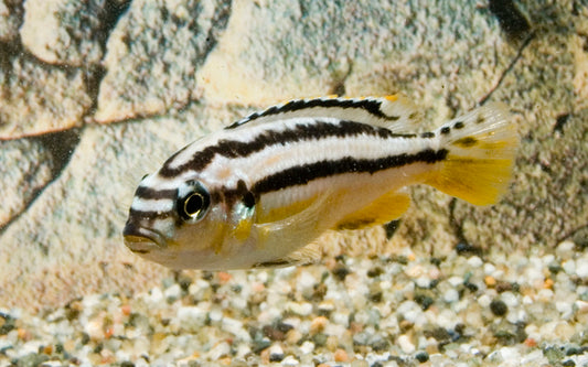 Malawi-Buntbarsch Türkisgold – Melanochromis auratus | Farbintensiver, lebhafter Mbuna-Cichlide