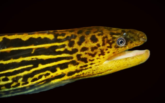 Leopardmuräne (Gymnothorax polyuranodon)