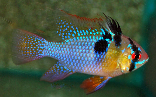 Schmetterlingsbuntbarsch – Mikrogeophagus ramirezi | Friedlicher, farbenprächtiger Zwergbuntbarsch